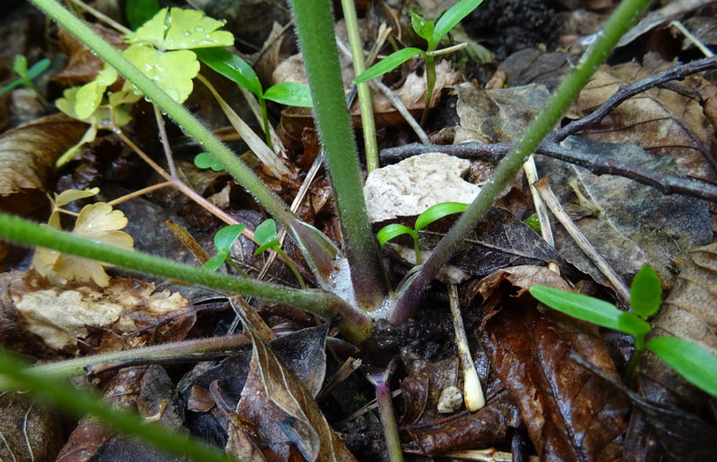 Aquilegia caerulea ''Rotstern''